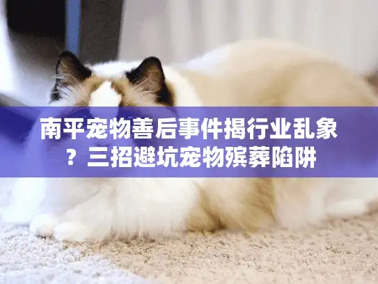 南平宠物善后事件揭行业乱象？三招避坑宠物殡葬陷阱