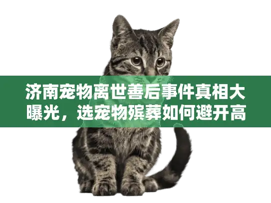 济南宠物离世善后事件真相大曝光，选宠物殡葬如何避开高价陷阱？