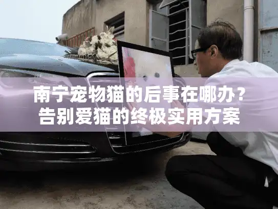南宁宠物猫的后事在哪办？告别爱猫的终极实用方案