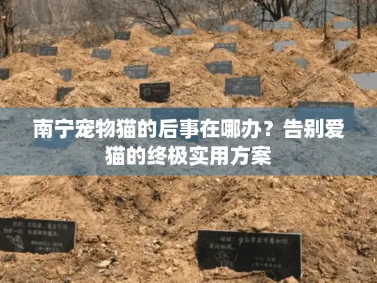 南宁宠物猫的后事在哪办？告别爱猫的终极实用方案