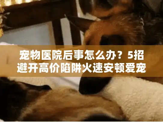 宠物医院后事怎么办？5招避开高价陷阱火速安顿爱宠（2025实测）