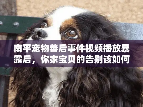 南平宠物善后事件视频播放暴露后，你家宝贝的告别该如何不被坑？
