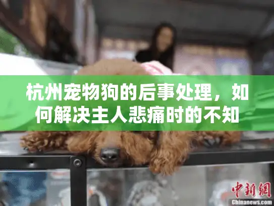 杭州宠物狗的后事处理，如何解决主人悲痛时的不知所措难题？