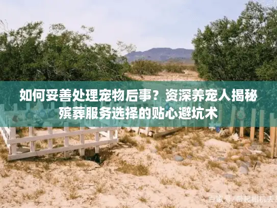 如何妥善处理宠物后事？资深养宠人揭秘殡葬服务选择的贴心避坑术