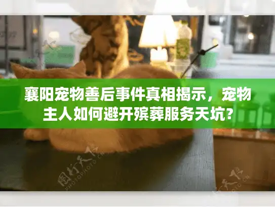 襄阳宠物善后事件真相揭示，宠物主人如何避开殡葬服务天坑？