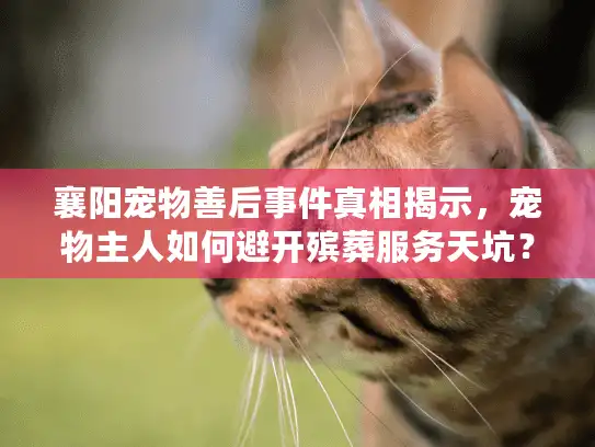 襄阳宠物善后事件真相揭示，宠物主人如何避开殡葬服务天坑？