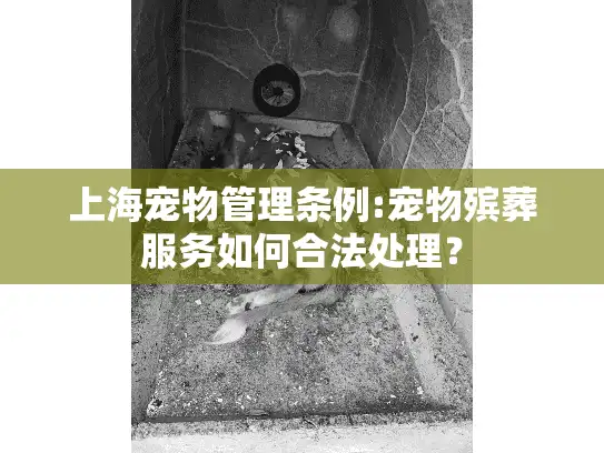 上海宠物管理条例:宠物殡葬服务如何合法处理？