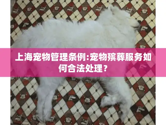 上海宠物管理条例:宠物殡葬服务如何合法处理？