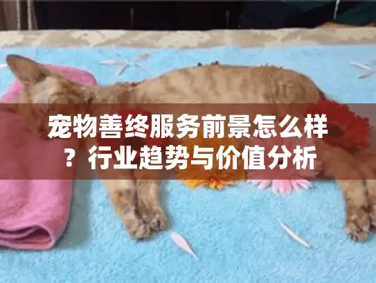 宠物善终服务前景怎么样？行业趋势与价值分析