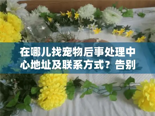 在哪儿找宠物后事处理中心地址及联系方式？告别爱宠后慌乱无助