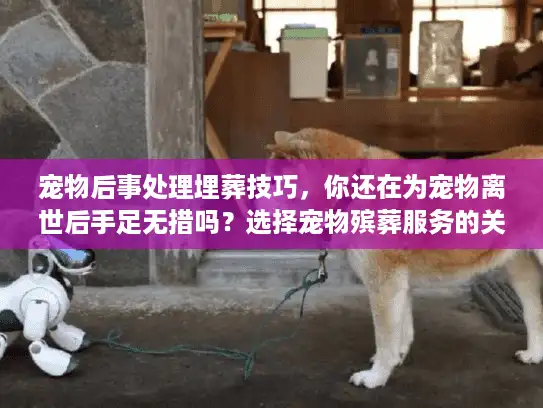 宠物后事处理埋葬技巧，你还在为宠物离世后手足无措吗？选择宠物殡葬服务的关键指南