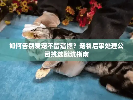 如何告别爱宠不留遗憾？宠物后事处理公司挑选避坑指南