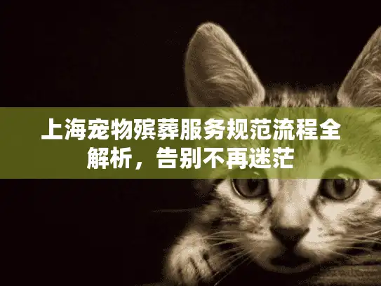 上海宠物殡葬服务规范流程全解析，告别不再迷茫