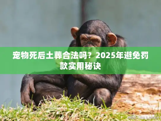 宠物死后土葬合法吗？2025年避免罚款实用秘诀