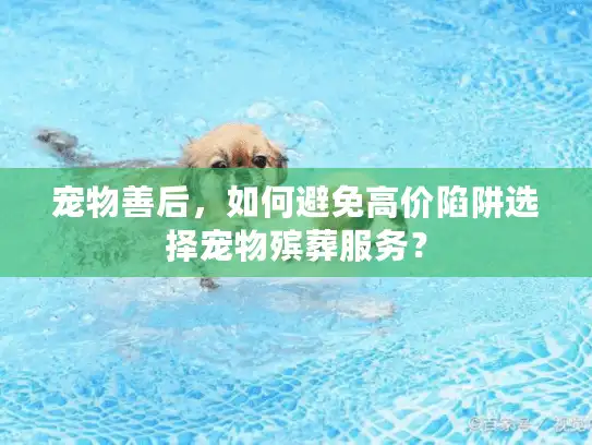 宠物善后，如何避免高价陷阱选择宠物殡葬服务？
