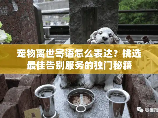 宠物离世寄语怎么表达？挑选最佳告别服务的独门秘籍