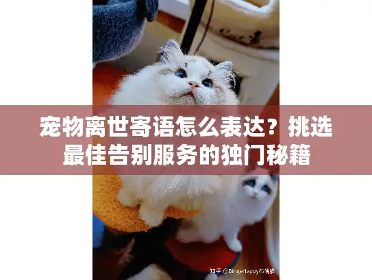 宠物离世寄语怎么表达？挑选最佳告别服务的独门秘籍