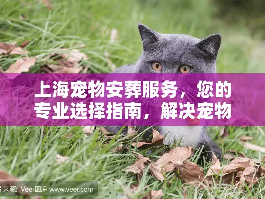 上海宠物安葬服务，您的专业选择指南，解决宠物离世难题
