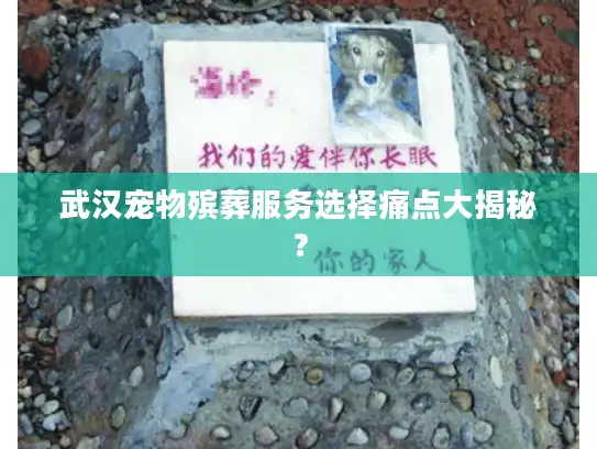 武汉宠物殡葬服务选择痛点大揭秘？