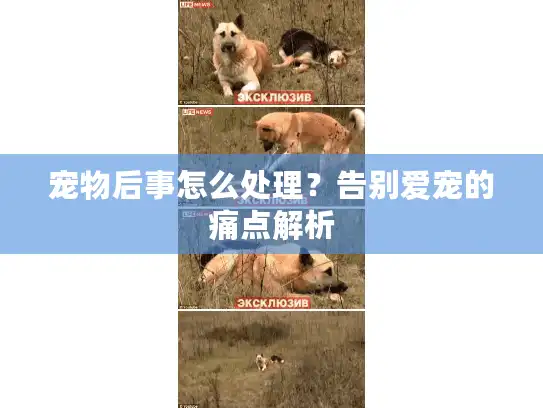 宠物后事怎么处理？告别爱宠的痛点解析