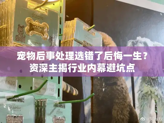 宠物后事处理选错了后悔一生？资深主揭行业内幕避坑点