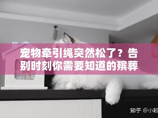宠物牵引绳突然松了？告别时刻你需要知道的殡葬安全指南