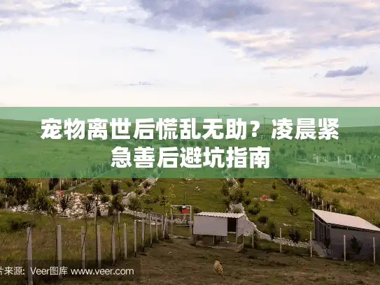 宠物离世后慌乱无助？凌晨紧急善后避坑指南