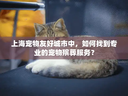 上海宠物友好城市中，如何找到专业的宠物殡葬服务？