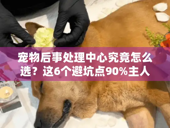宠物后事处理中心究竟怎么选？这6个避坑点90%主人不知道