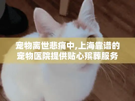 宠物离世悲痛中,上海靠谱的宠物医院提供贴心殡葬服务