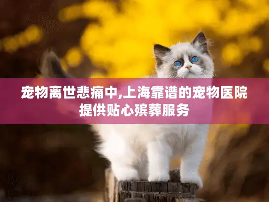 宠物离世悲痛中,上海靠谱的宠物医院提供贴心殡葬服务