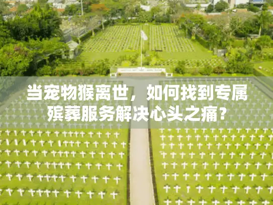 当宠物猴离世，如何找到专属殡葬服务解决心头之痛？