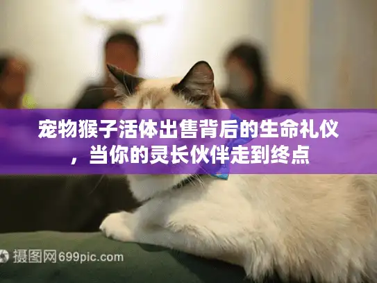 宠物猴子活体出售背后的生命礼仪，当你的灵长伙伴走到终点