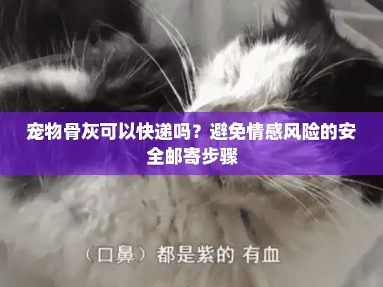 宠物骨灰可以快递吗？避免情感风险的安全邮寄步骤
