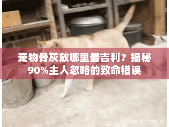 宠物骨灰放哪里最吉利？揭秘90%主人忽略的致命错误