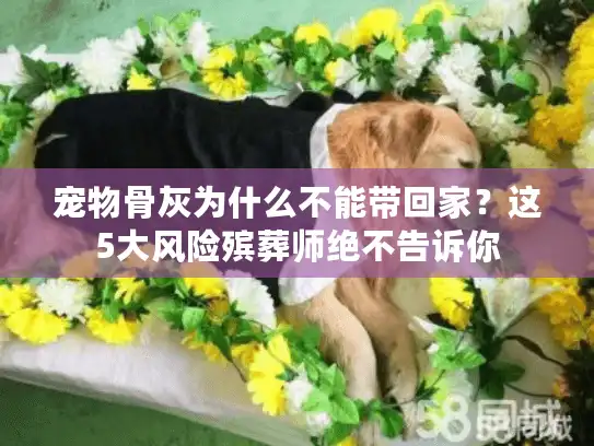 宠物骨灰为什么不能带回家？这5大风险殡葬师绝不告诉你