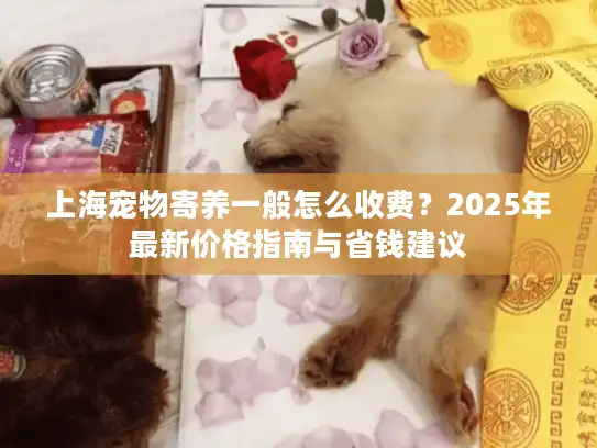 上海宠物寄养一般怎么收费？2025年最新价格指南与省钱建议