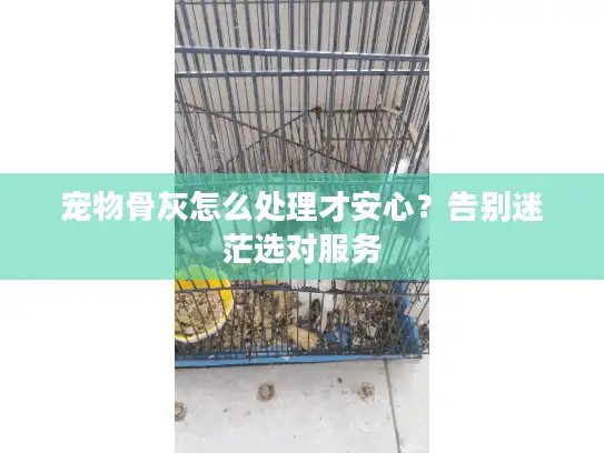 宠物骨灰怎么处理才安心？告别迷茫选对服务