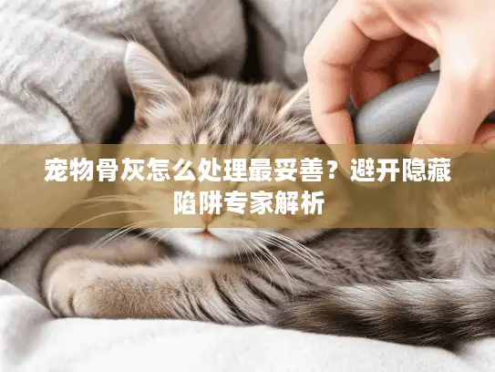 宠物骨灰怎么处理最妥善？避开隐藏陷阱专家解析