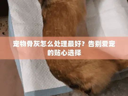 宠物骨灰怎么处理最好？告别爱宠的贴心选择
