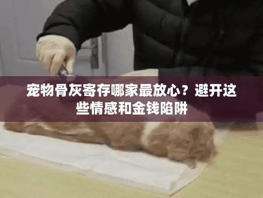宠物骨灰寄存哪家最放心？避开这些情感和金钱陷阱