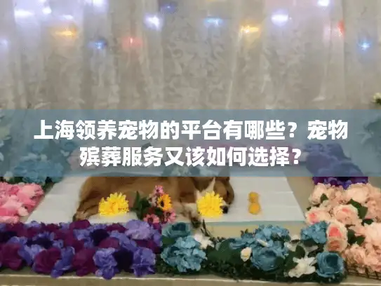 上海领养宠物的平台有哪些？宠物殡葬服务又该如何选择？