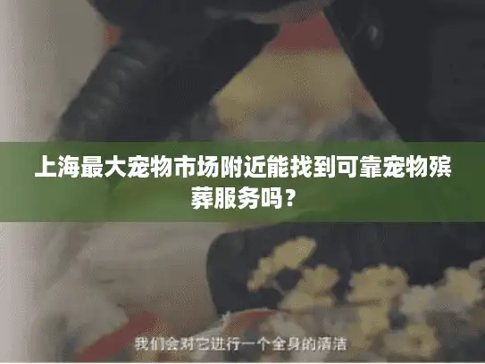 上海最大宠物市场附近能找到可靠宠物殡葬服务吗？