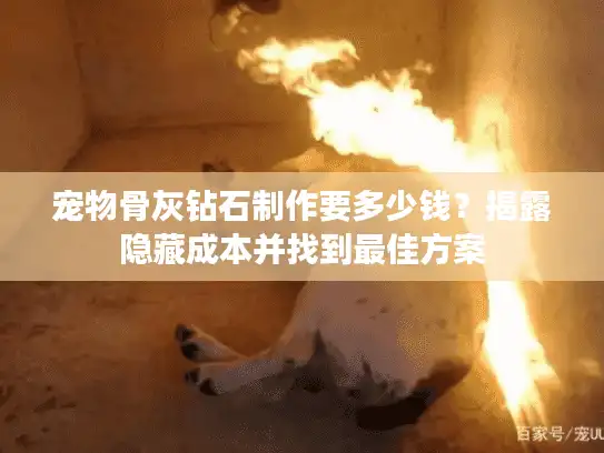 宠物骨灰钻石制作要多少钱？揭露隐藏成本并找到最佳方案