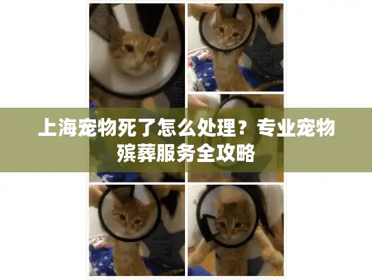 上海宠物死了怎么处理？专业宠物殡葬服务全攻略