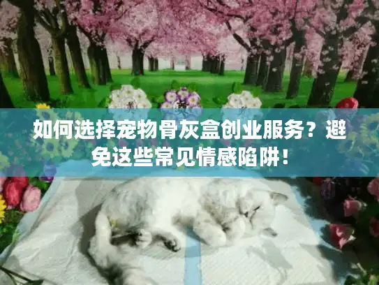 如何选择宠物骨灰盒创业服务？避免这些常见情感陷阱！