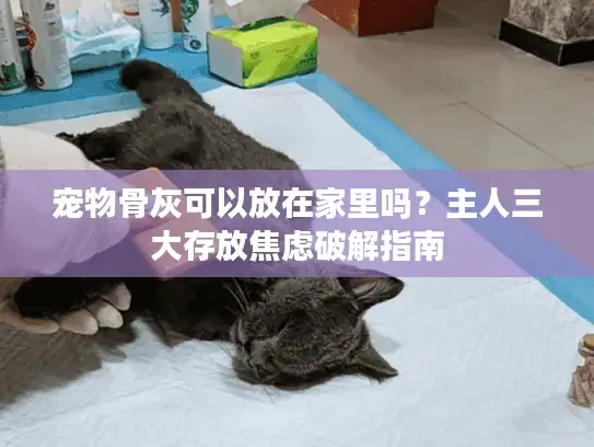 宠物骨灰可以放在家里吗？主人三大存放焦虑破解指南