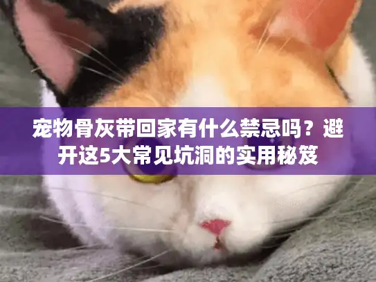 宠物骨灰带回家有什么禁忌吗？避开这5大常见坑洞的实用秘笈