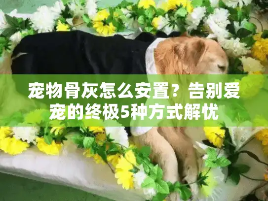 宠物骨灰怎么安置？告别爱宠的终极5种方式解忧