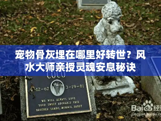宠物骨灰埋在哪里好转世？风水大师亲授灵魂安息秘诀